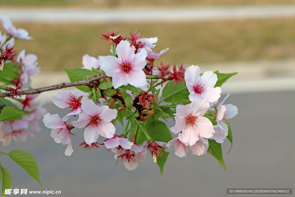 樱花