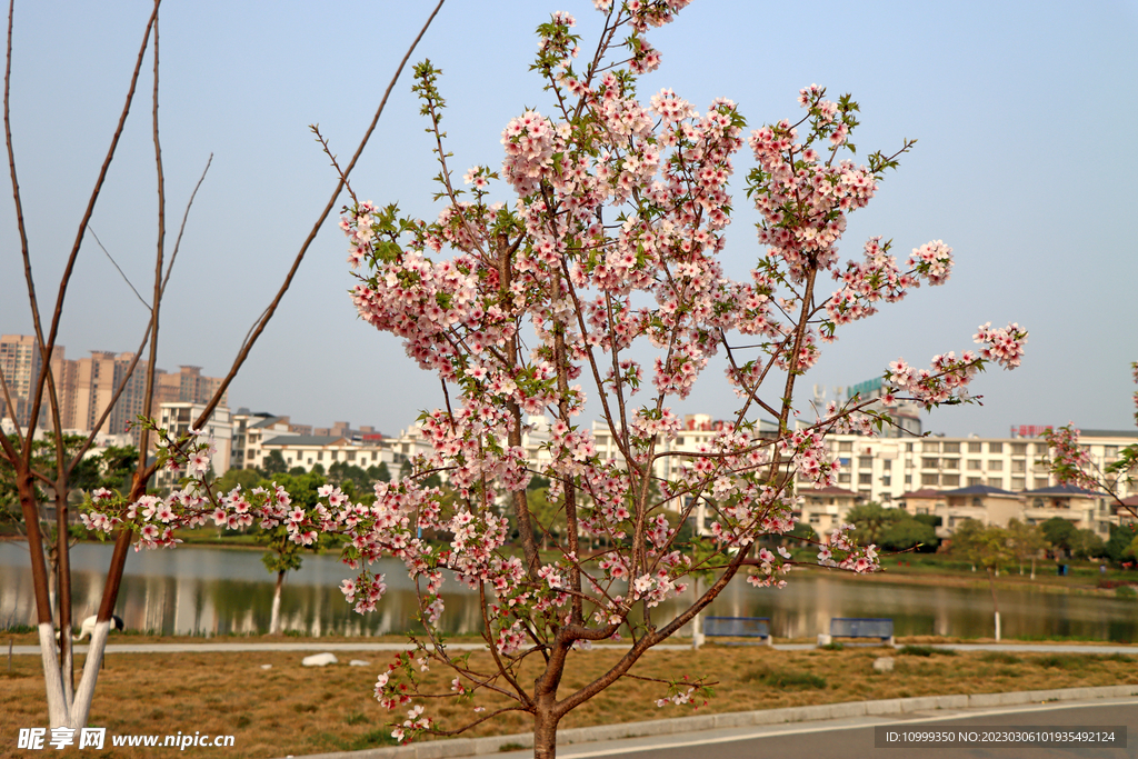 樱花