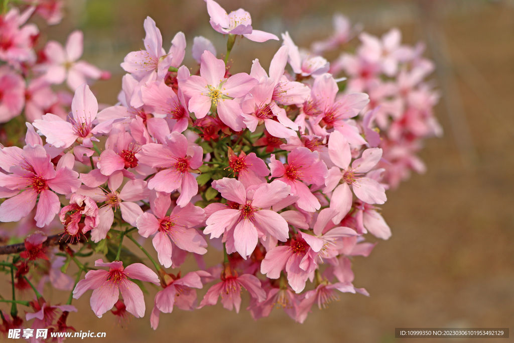 樱花