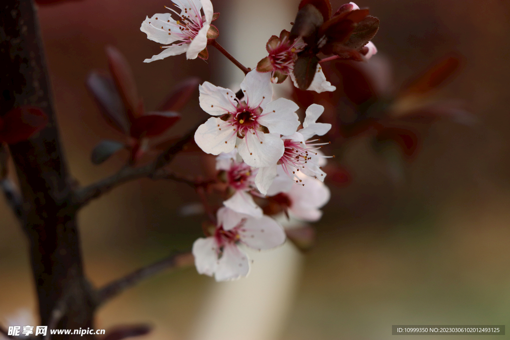 梅花
