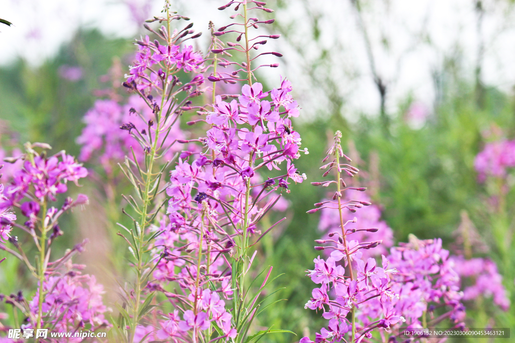 花
