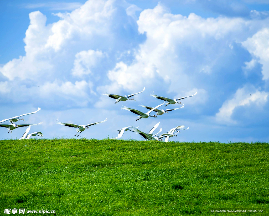 黑龙江扎龙湿地