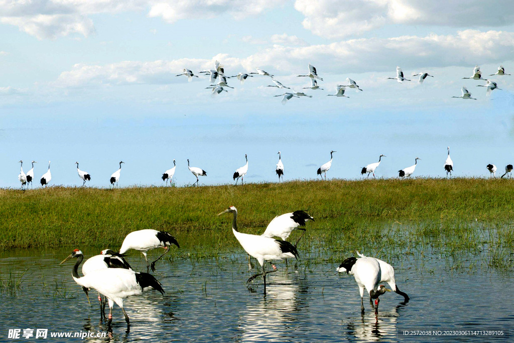 黑龙江扎龙湿地