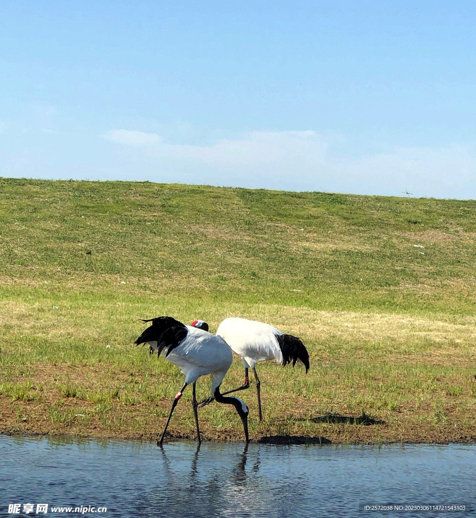 黑龙江扎龙湿地