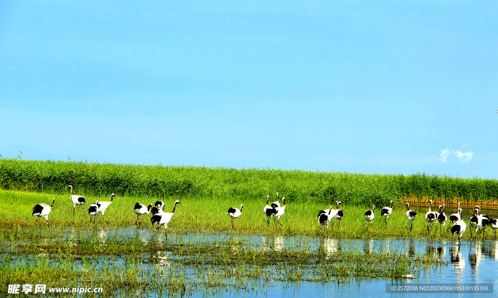 黑龙江扎龙湿地