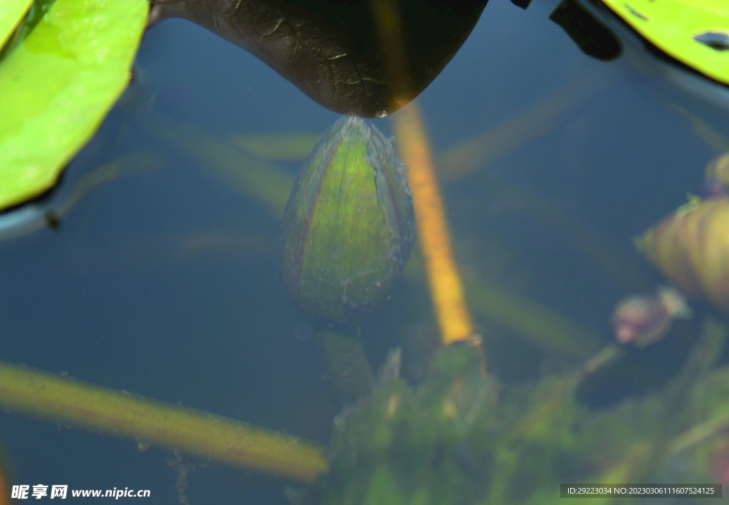 莲花   花苞