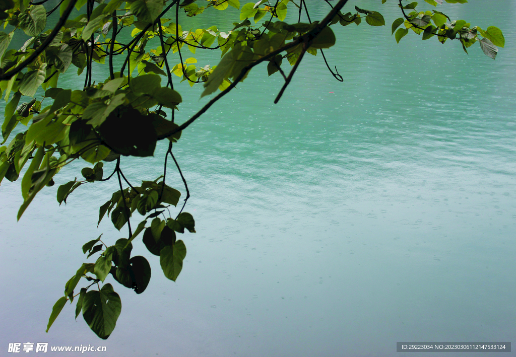 风景   水    树叶   