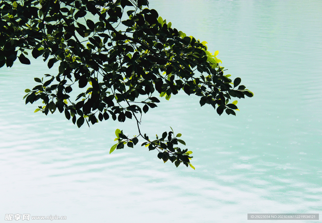 风景   水    树叶   