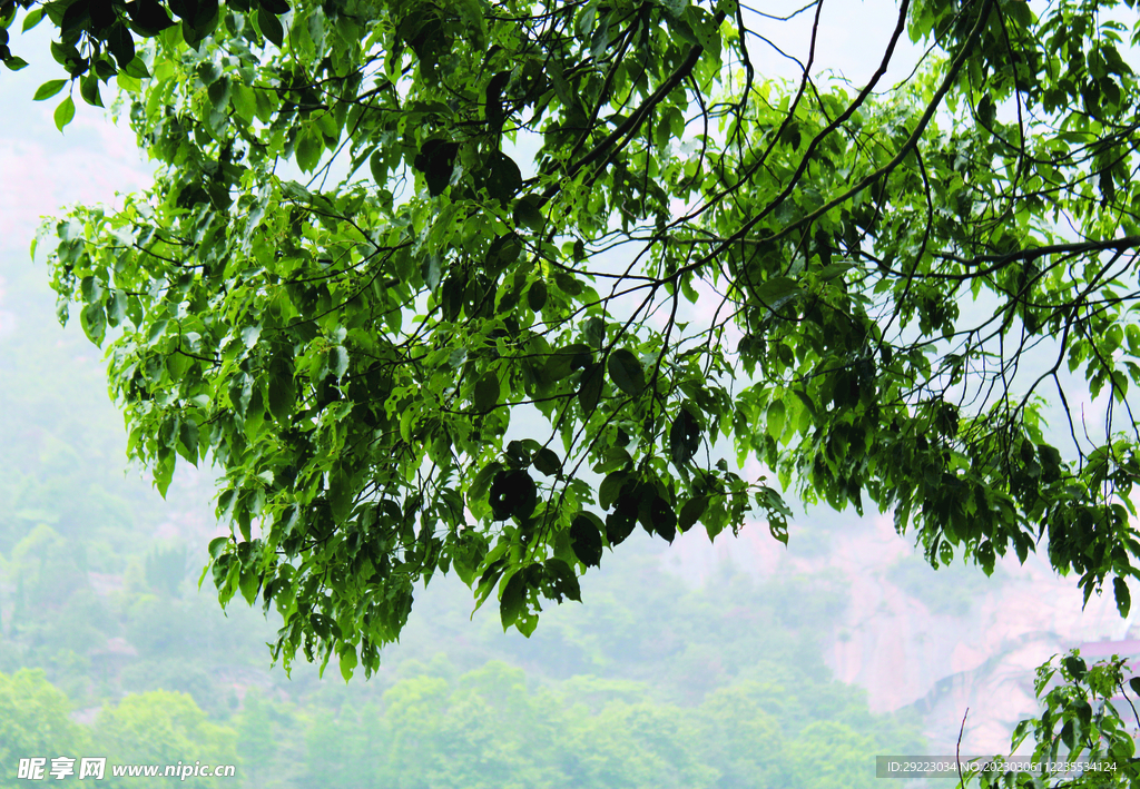 风景    树叶   
