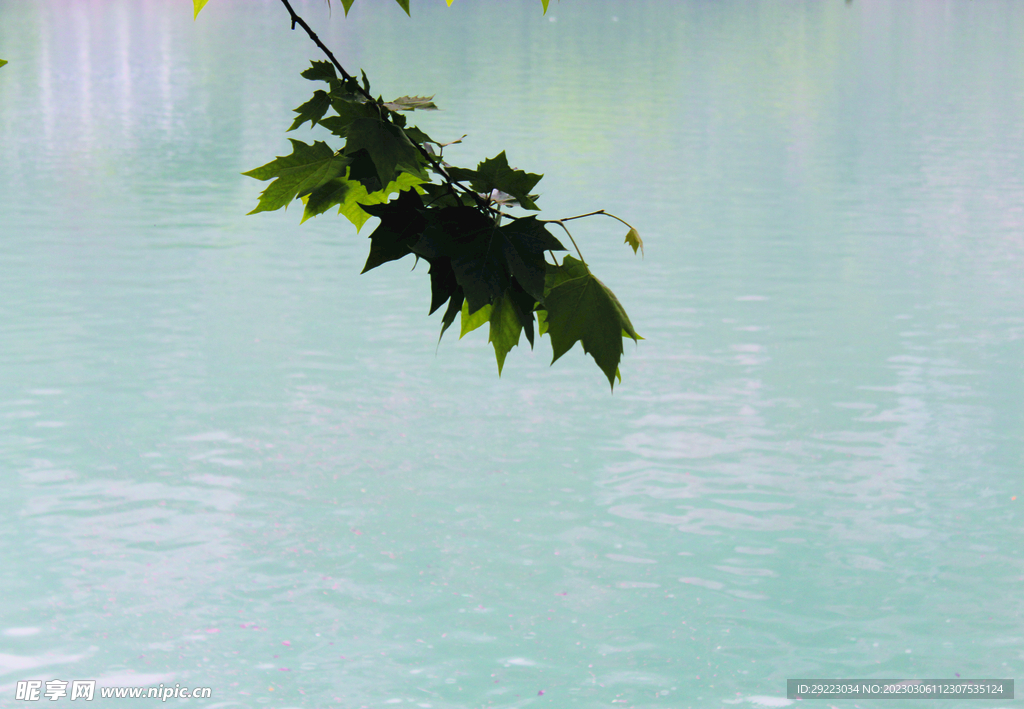 风景   水    树叶   