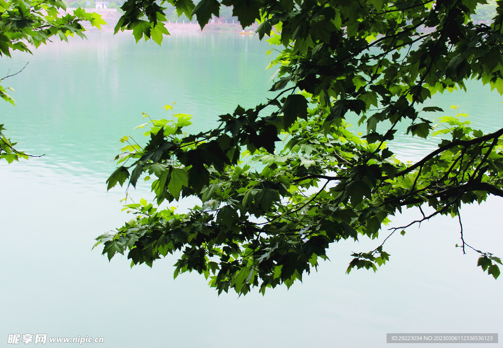 风景   水    树    