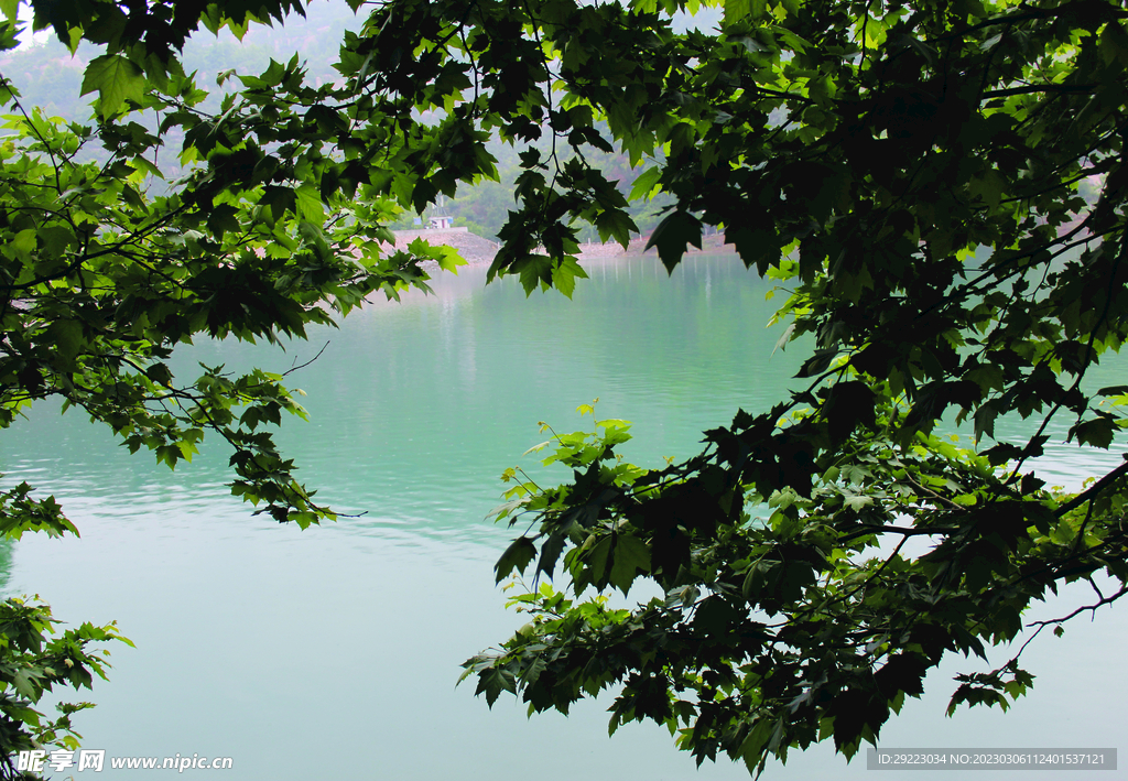 风景   水    树    