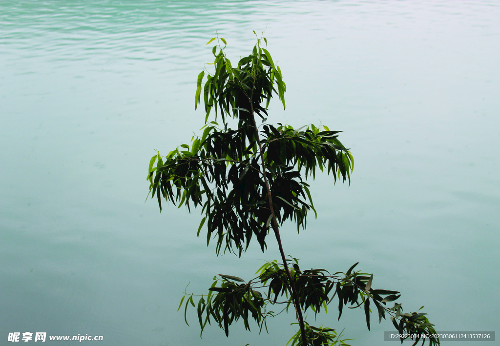 风景   水    树    