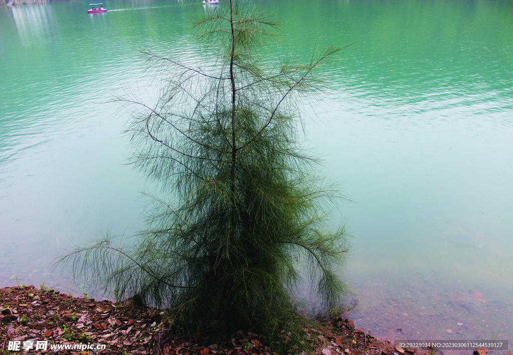 风景   水    树    