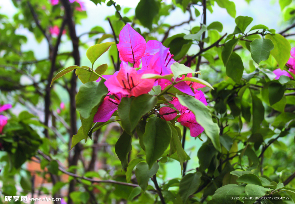 叶子花  