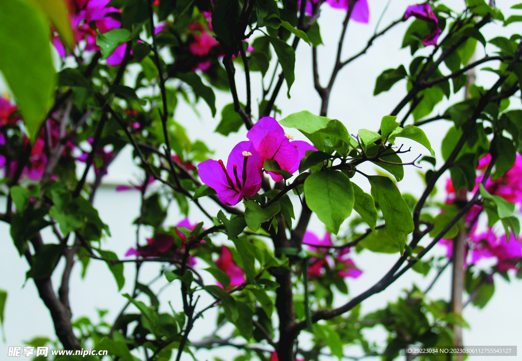 叶子花
