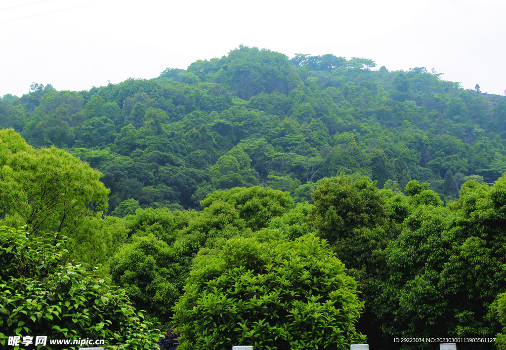山