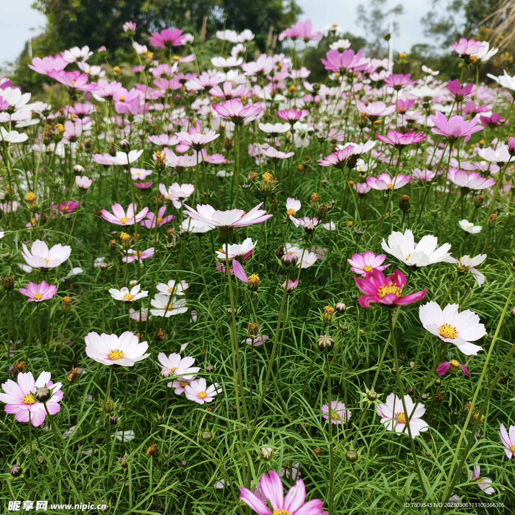 花甫