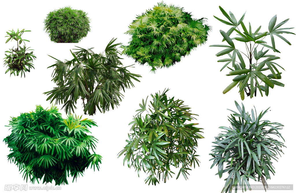 棕竹 乔木 树木 花树图片