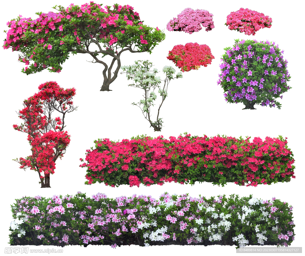 草丛 灌木 花 地被图片