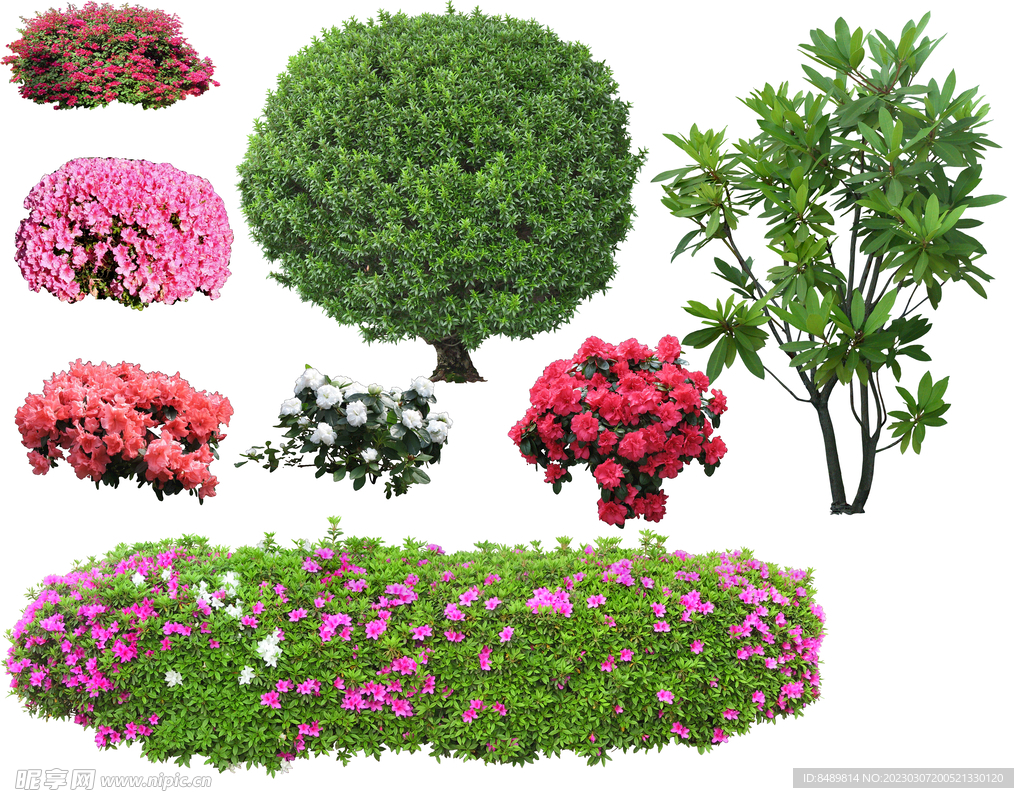 草丛 灌木 花 地被图片