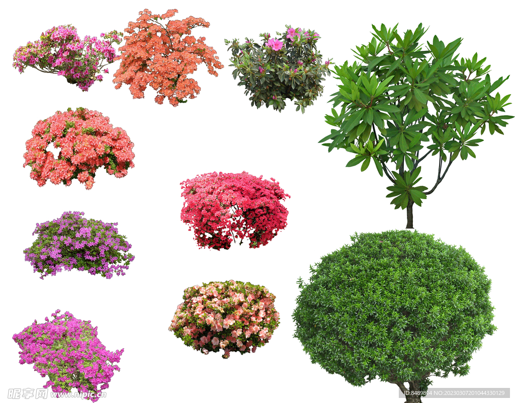 草丛 灌木 花 地被图片