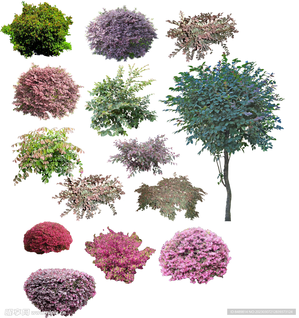 草丛 灌木 花 地被图片