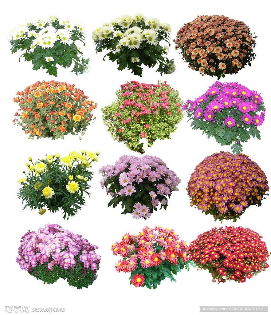 草丛 灌木 花 地被图片