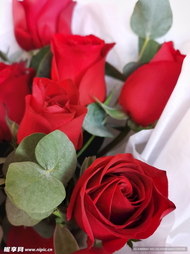 玫瑰花