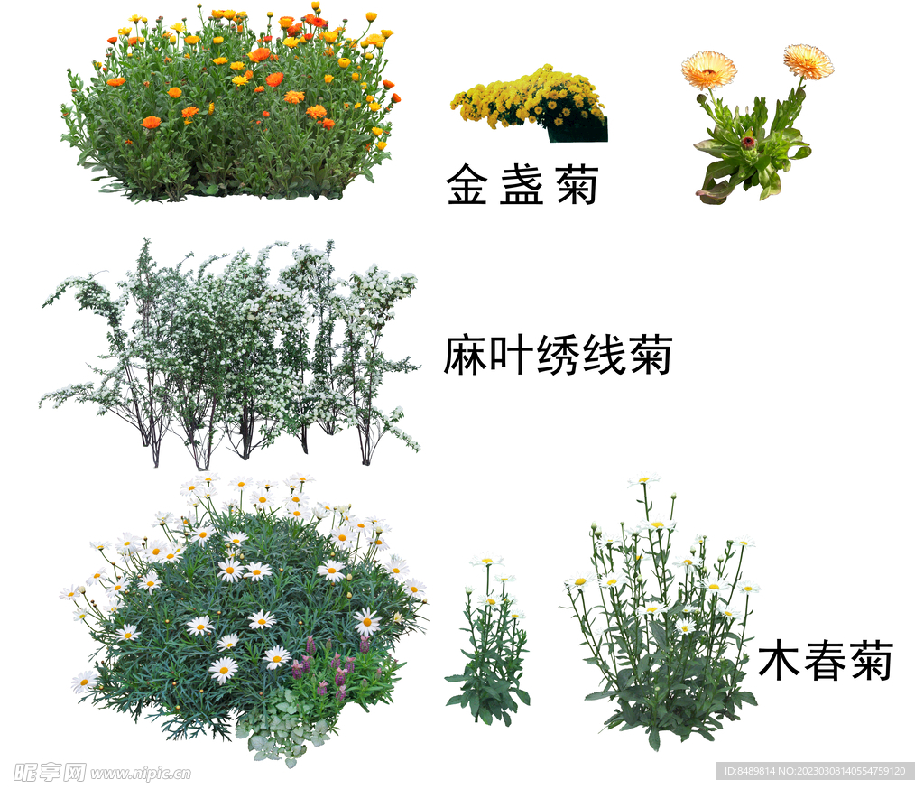 草丛 灌木 花 地被图片