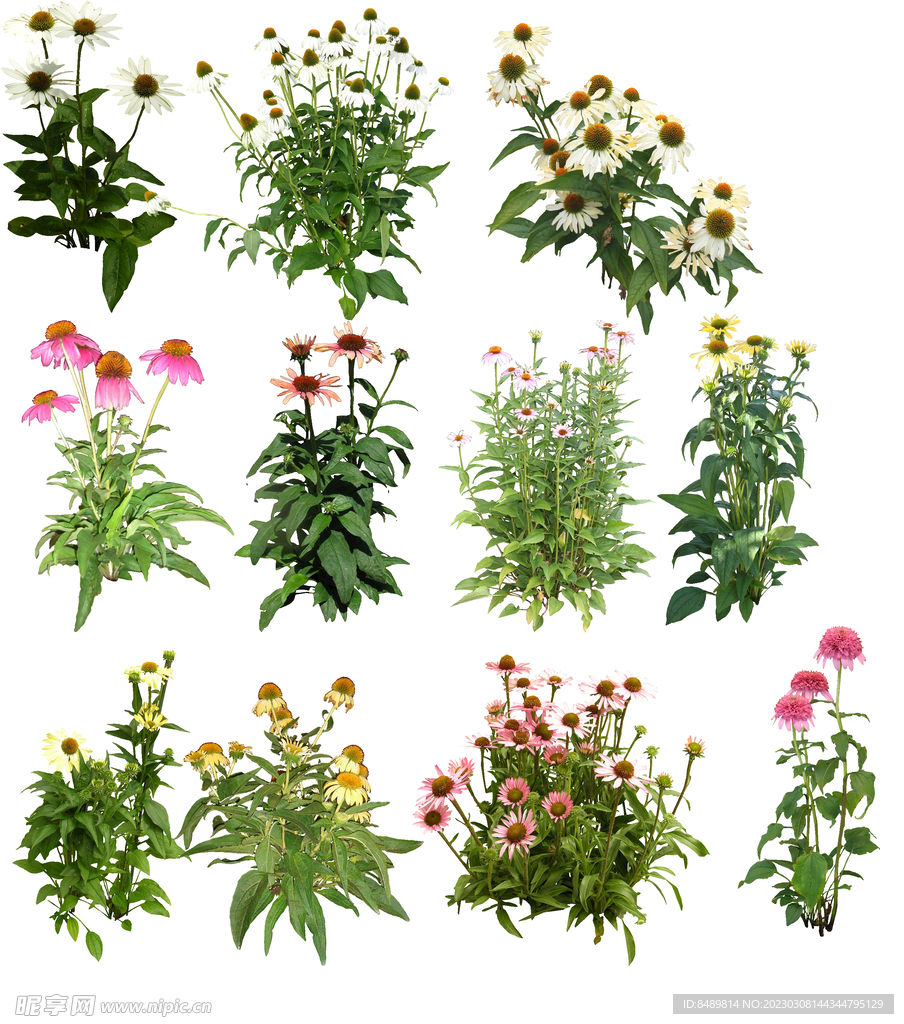 草丛 灌木 花 地被图片