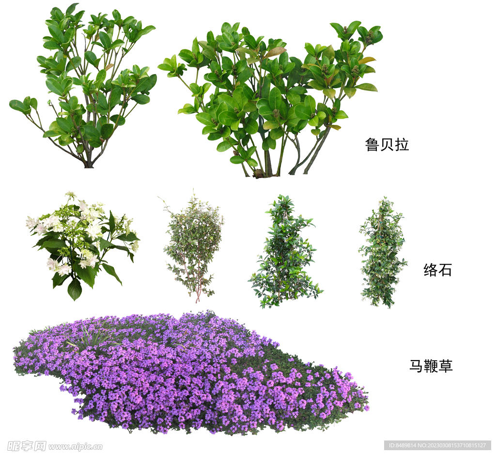 草丛 灌木 地被图片
