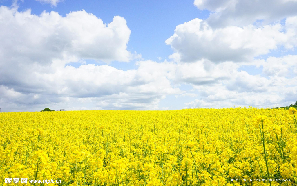 蓝天下的油菜花海