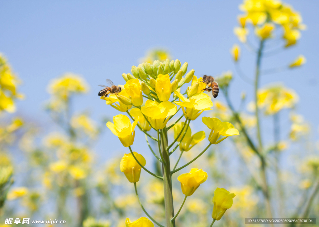 油菜花高清特写