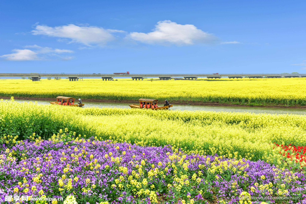 蓝天下的油菜花海