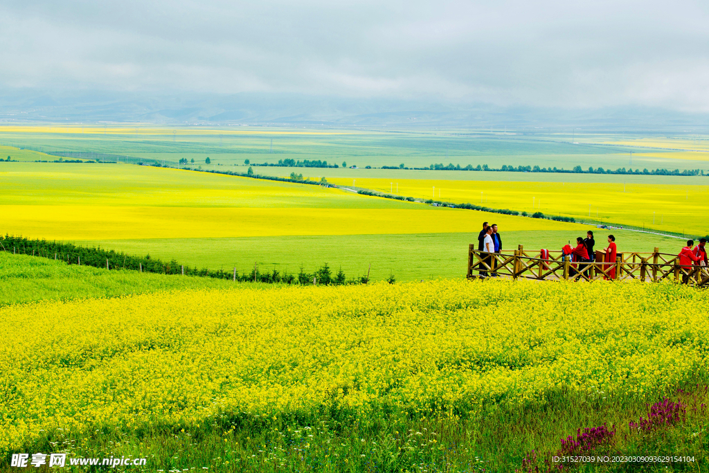 美丽的油菜花摄影图