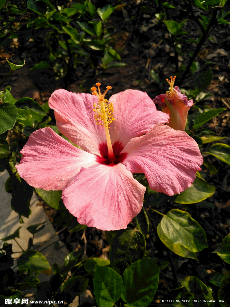 粉色朱瑾花特写