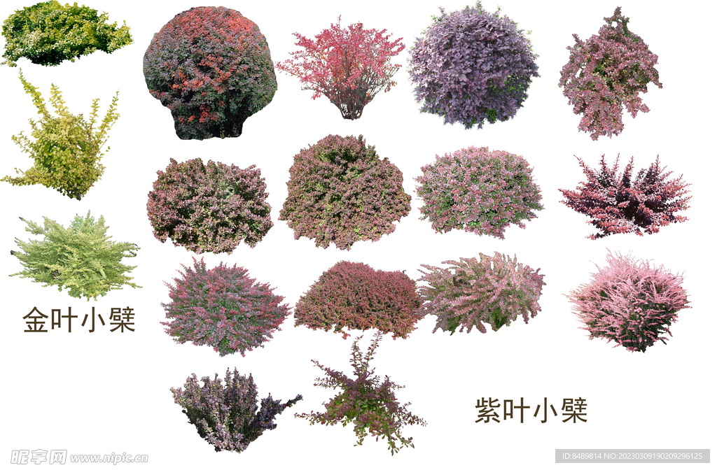 草丛 灌木 花 地被图片
