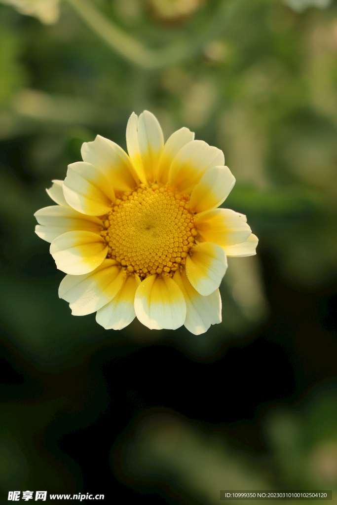茼蒿花