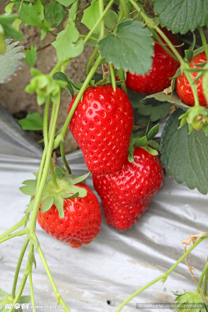 草莓