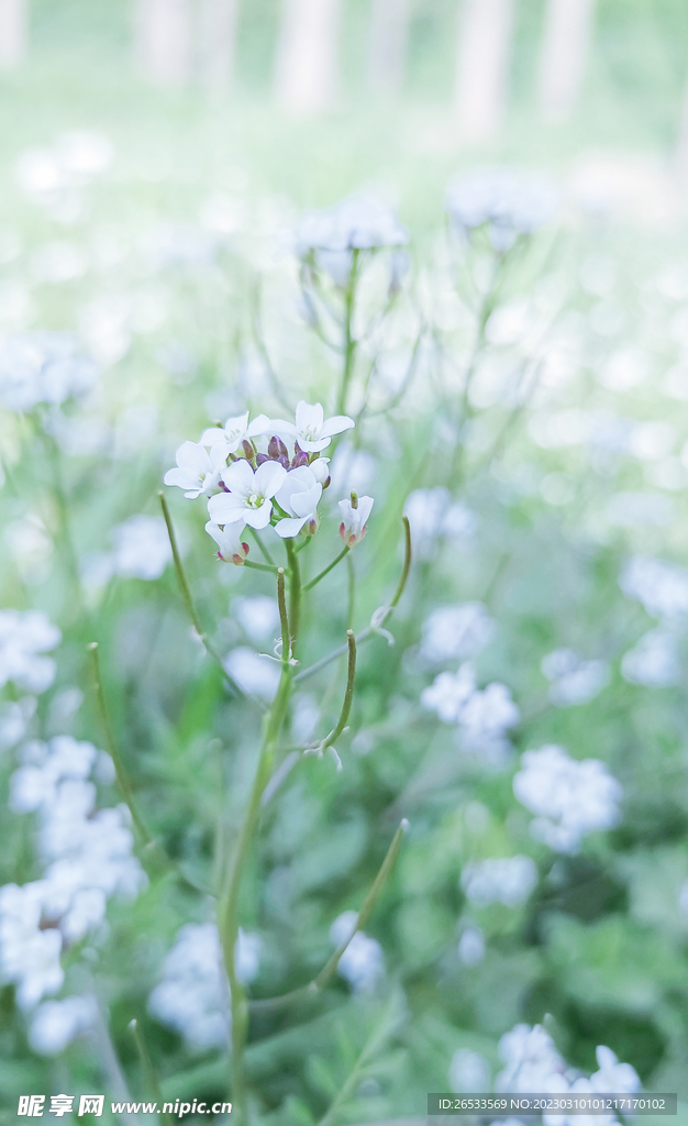 白色小花 野花 护眼壁纸 春天