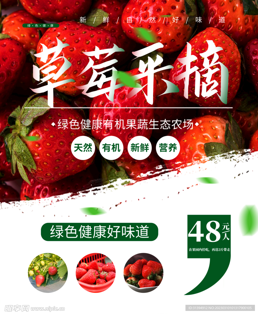 草莓采摘