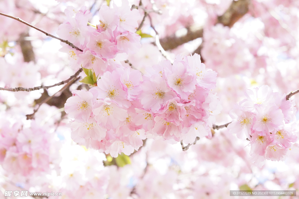 樱花高清摄影图