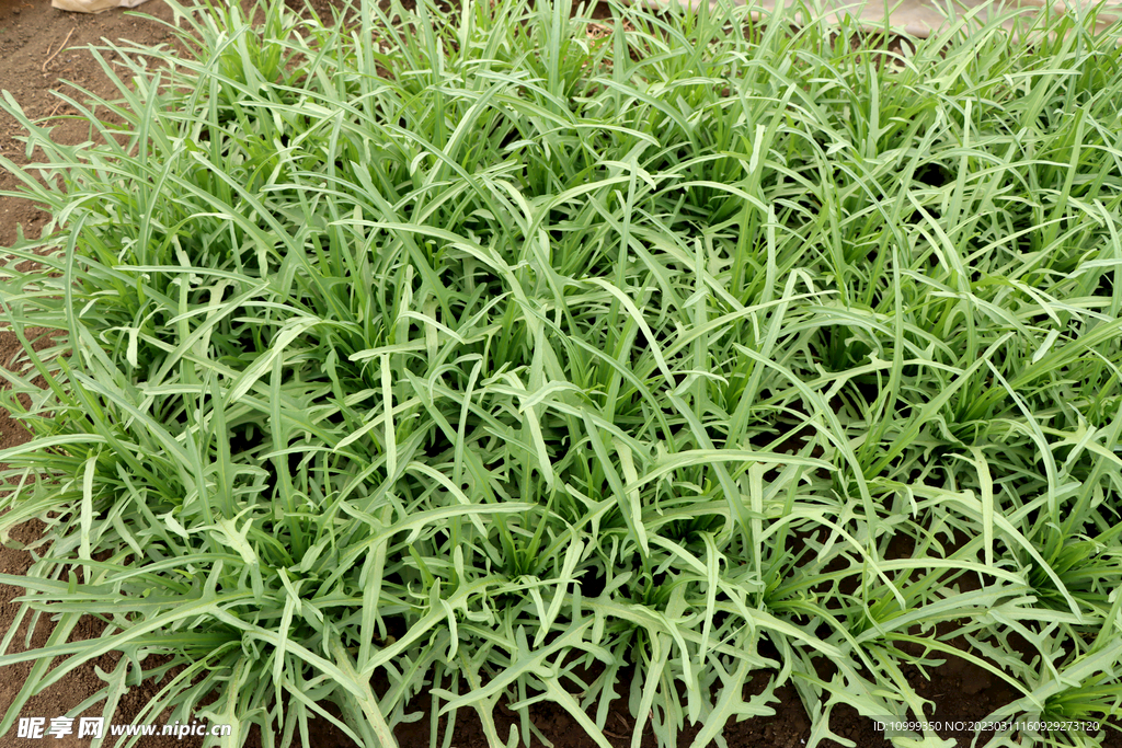 苦麦菜
