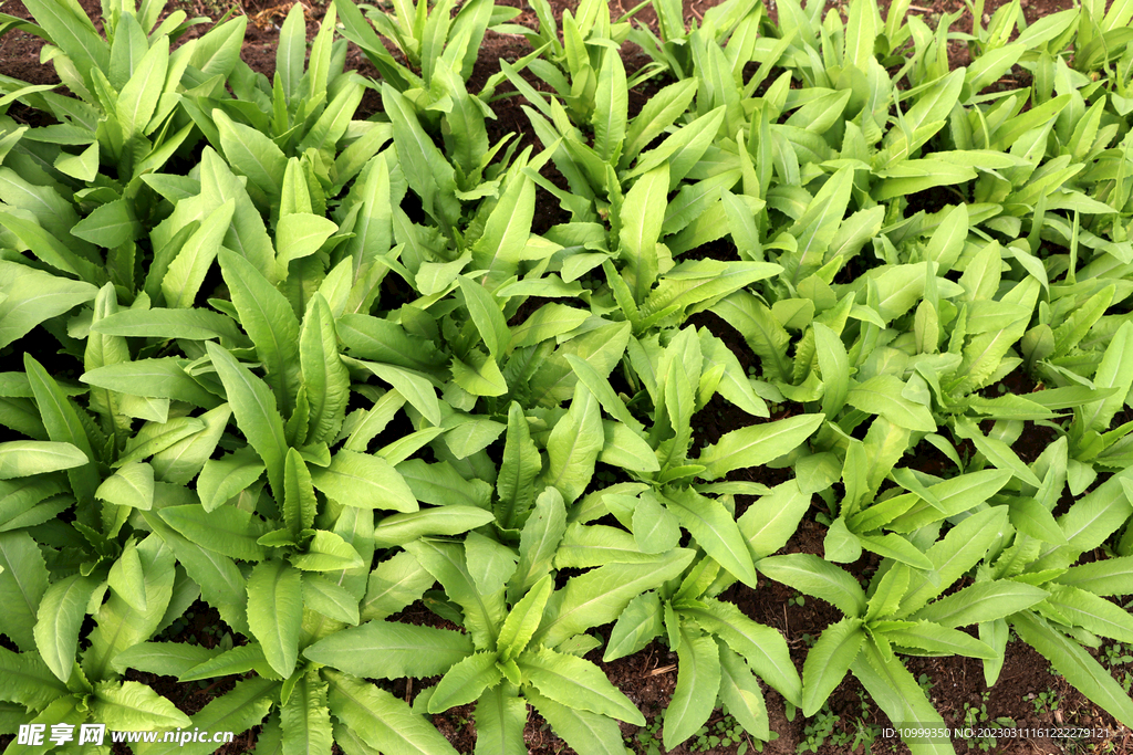 油麦菜种植