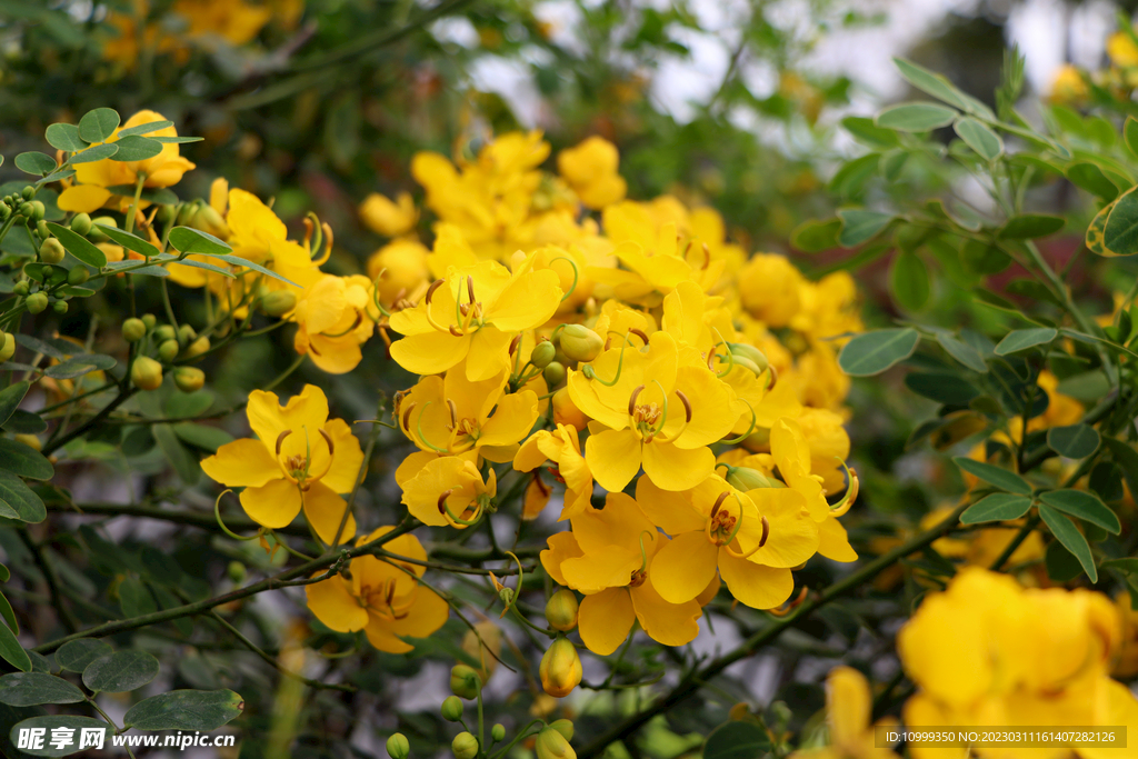 黄槐花