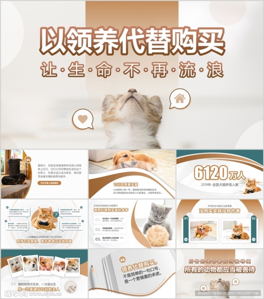 保护流浪猫