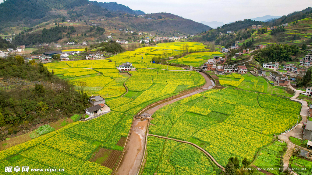 乡村田园 油菜花