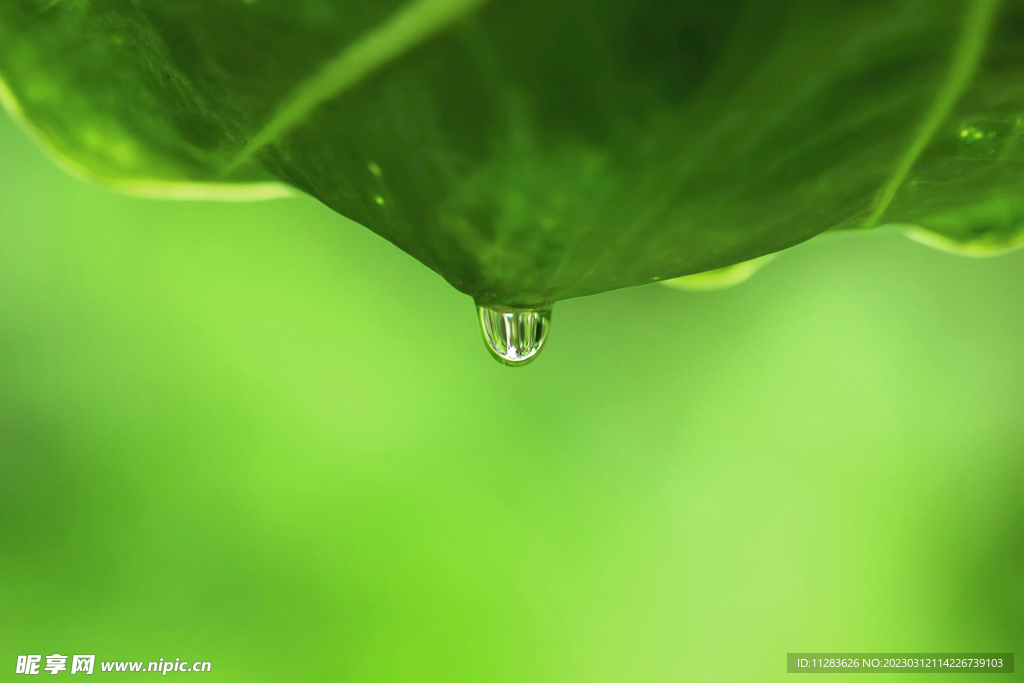 植物雨滴摄影