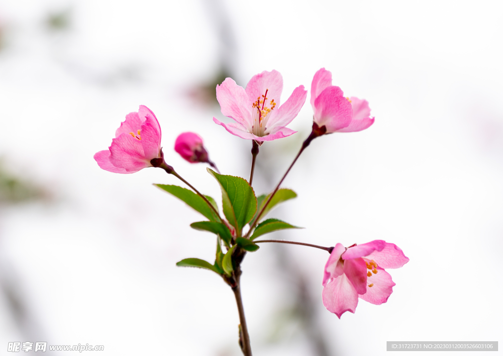花卉